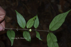 Canthium angustifolium